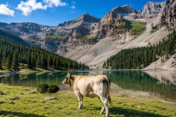 Vaca pastando junto a las aguas del Ibón de Plan con las montañas del Pirineo al fondo.