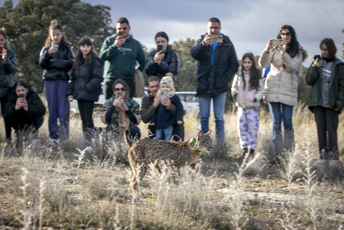 Lince ibérico liberado en Las Pedroñeras (Cuenca)