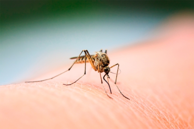 Imagen de la noticia: ¿Es el Dengue una amenaza en España?
