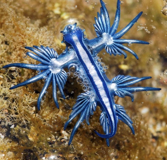 Dragón azul