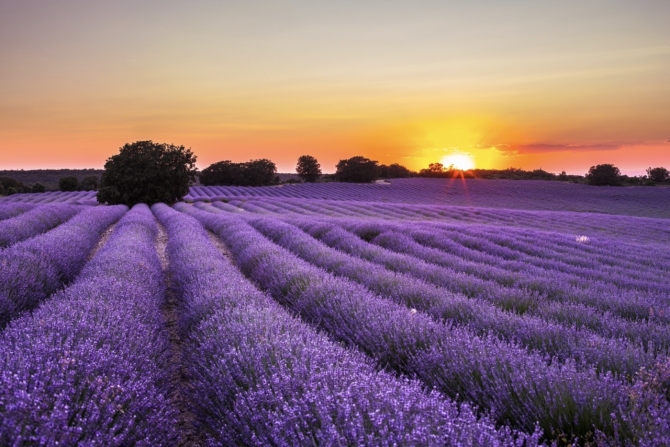 Campos de lavanda en Brihuega, Guadalajara
