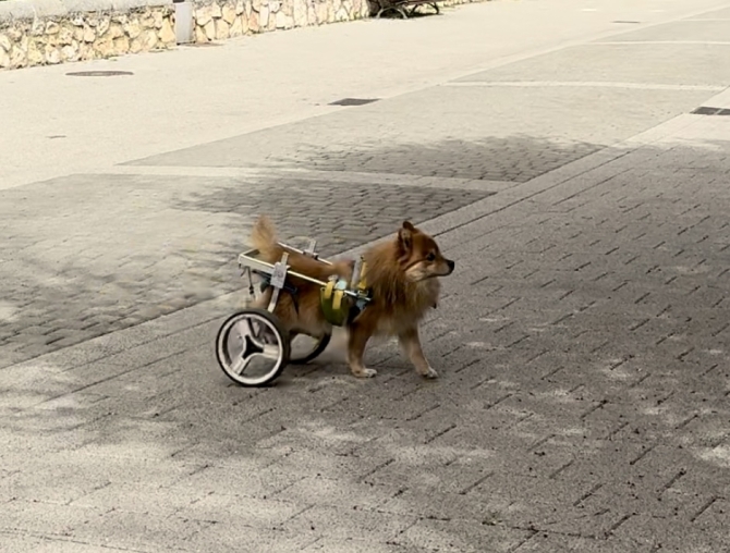 Inventos innovadores para hacer más fácil la vida de nuestras mascotas