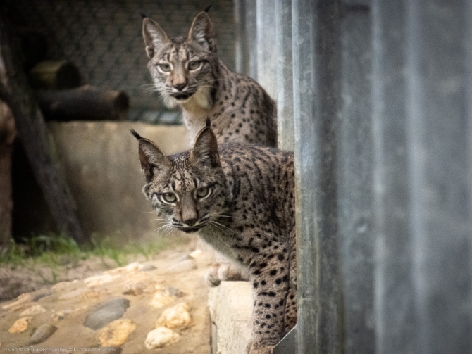 El lince ibérico en España: un paso más hacia su recuperación