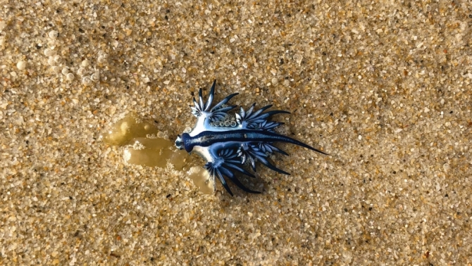 Alerta en la costa levantina: este pequeño animal obliga al cierre de playas