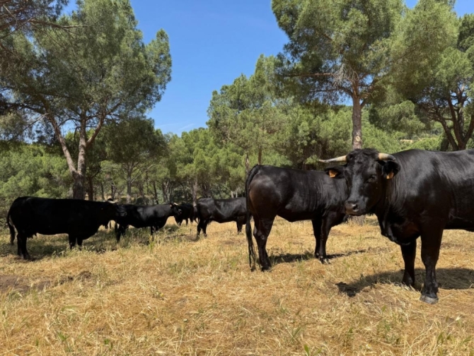 Imagen de la noticia: Ganadería extensiva en Madrid y Andalucía para prevenir incendios forestales