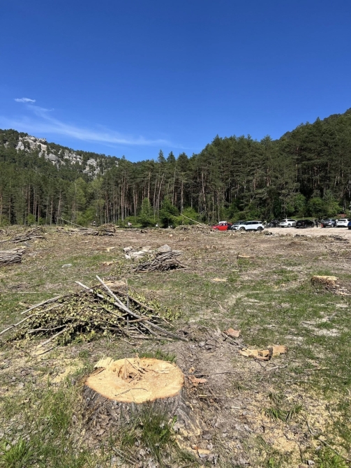 Zona donde se encontraba la chopera en el acceso al Nacimiento del Río Cuervo // Foto: A. Murillo Zona donde se encontraba la chopera en el acceso al Nacimiento del Río Cuervo // Foto: A. Murillo