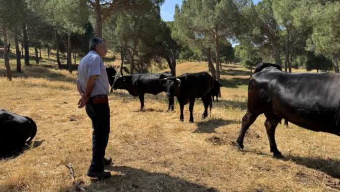 Vacas pastando en la sierra de Guadarrama // Comunidad de Madrid