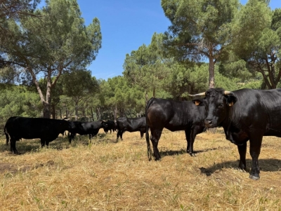 Imagen de la noticia: Ganadería extensiva en Madrid y Andalucía para prevenir incendios forestales