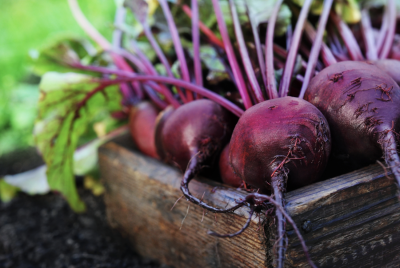 Remolachas recién cosechadas en un huerto, un alimento rico en nitratos naturales utilizado en nutrición deportiva.